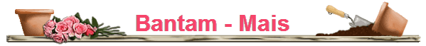 Bantam - Mais